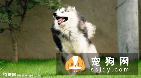 阿拉斯加雪橇犬性格好吗，多少钱一只？阿拉斯加好养吗？