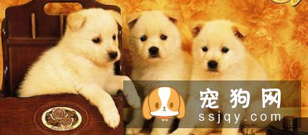 狗狗消化不良怎么办？