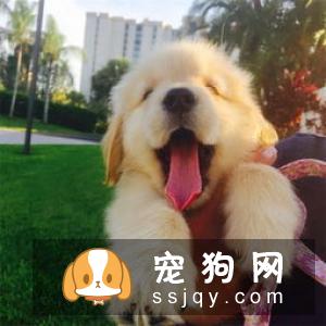 有关狗狗吃狗粮的争议问题