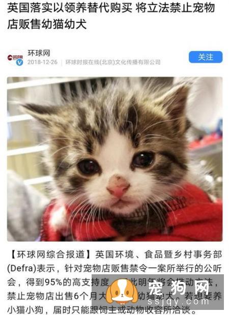 宠物狗刚到新家如何度过危险期？