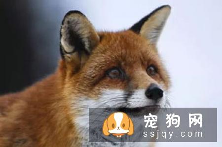 宠物狗刚到新家如何度过危险期？