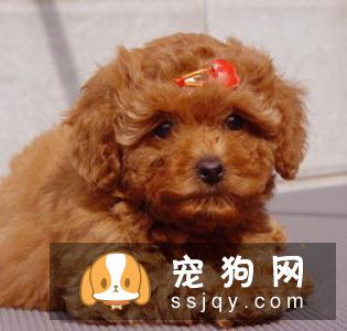 狗狗吃蛋清好，还是蛋黄好？