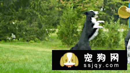 这些习惯，会让狗狗“长命百岁”