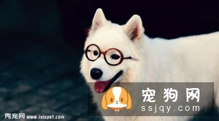 萨摩耶犬智商高不高，好养吗？萨摩耶犬价格|训练