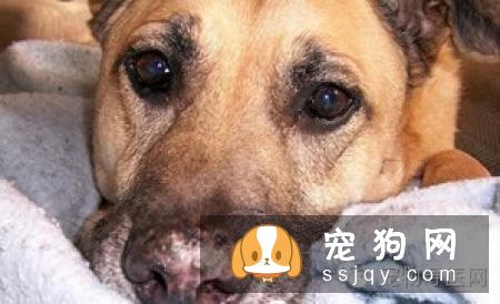 盘点狗狗皮肤病知识大全（图文解读）
