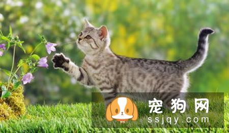 田野小猎犬掉毛程度怎么样_多少钱一只_饲养_图片