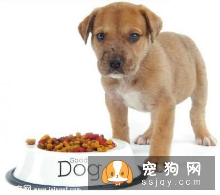 有关狗狗吃狗粮的争议问题