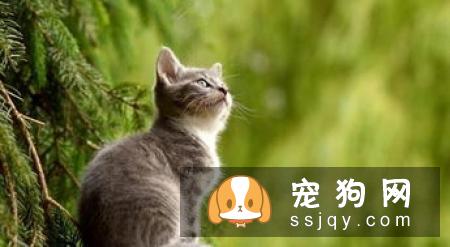狗狗能吃盐吗？详解吃盐的危害