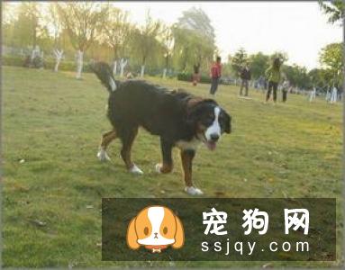 狗狗零食是把双刃剑宠物喂养多注意！
