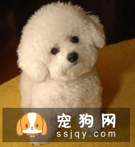 比熊犬的饲养经验
