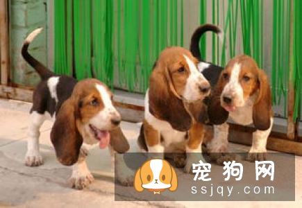 哈士奇狗狗一般寿命有多长？