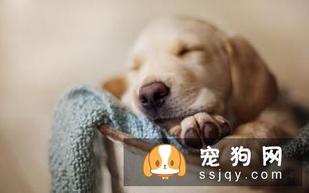 爱宠绝育手术后，如何控制体重？