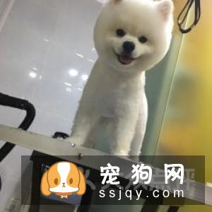 养只味道很大的宠物是种怎样的体验？