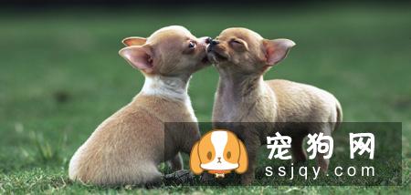 【吉娃娃】吉娃娃档案介绍及饲养知识大全