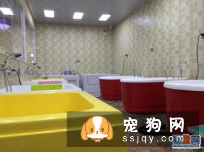 【宠物美容培训学校】厦门中宠师资力量