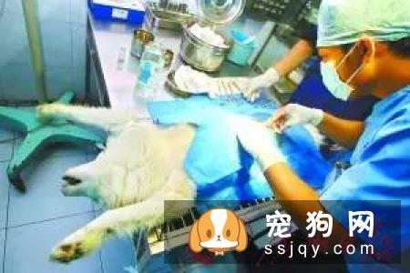 爱宠绝育手术后，如何控制体重？