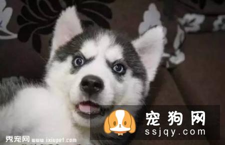 这些习惯，会让狗狗“长命百岁”