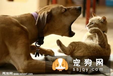 狗狗对主人有攻击行为怎么办？