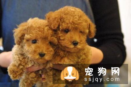 母狗也像公狗一样抬脚撒尿怎么办？
