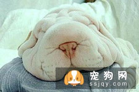 沙皮狗身上的皱纹为什么那么多？