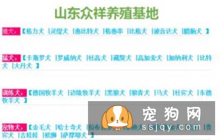 马尔济斯犬的外形特征及训练方法_马尔济斯犬价格