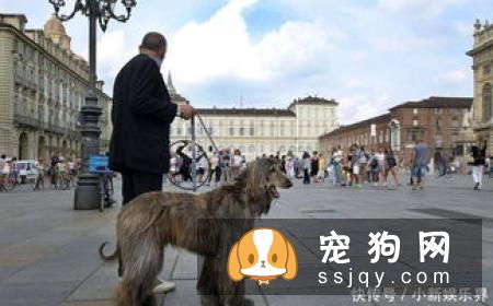 阿富汗猎犬的外形特征及训练方法_多少钱一只？
