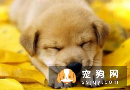 狗狗支气管炎怎么治疗_症状