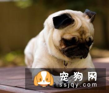狗狗长肿瘤怎么办_狗狗长肿瘤的原因_症状_治疗方法