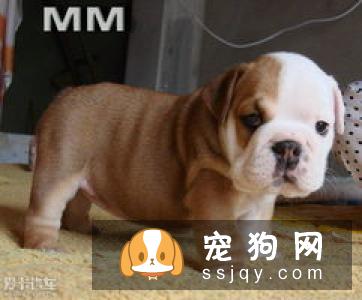 什么是迷你雪纳瑞