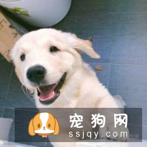 北京哪里有狗狗训练学校？费用是多少？