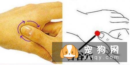 狗狗中暑怎么办_狗狗中暑的原因_症状_急救方法