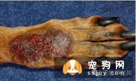 盘点狗狗皮肤病知识大全（图文解读）