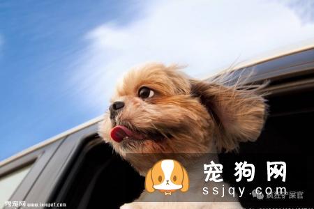 狗狗护食行为的纠正方法