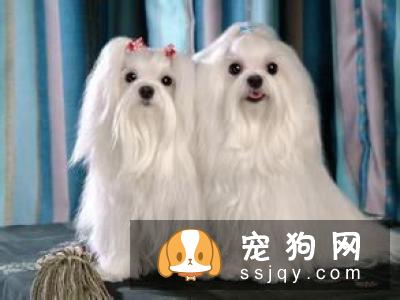 揭秘家庭喂养宠物犬的方法