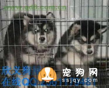 狗狗繁殖|种公种母，选择标准是什么？
