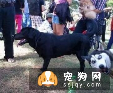 哈士奇狗狗一般寿命有多长？