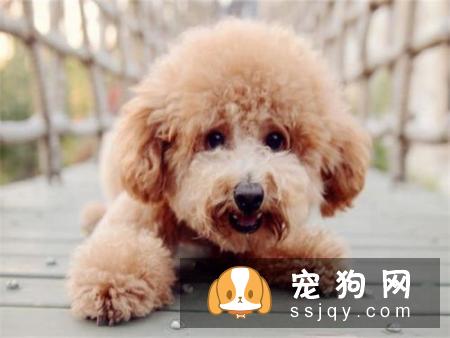 狗狗营养不良导致毛发枯燥怎么办？