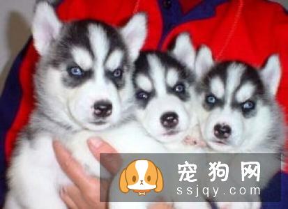 让狗狗学会“拜年”| 训练宠物狗狗作揖拜年的方法