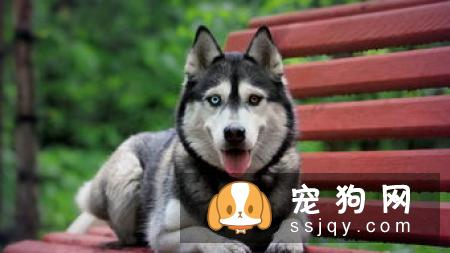 怎样可以快速挑选出一只性格好的哈士奇幼犬