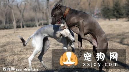 萨路基猎犬好养吗?萨路基猎犬掉毛程度|价格|训练|智商