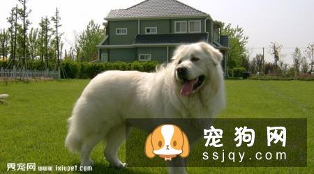 大白熊犬性格怎么样，多少钱一只？大白熊智商及训练方法