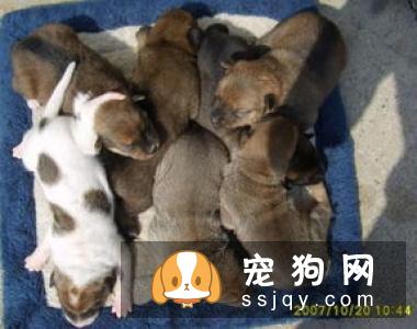 你知道沙皮狗的起源吗？