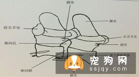 狗狗有椎间盘病的症状及发病原因