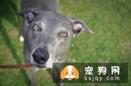 母狗子宫蓄脓的发病原因_症状_治疗方法