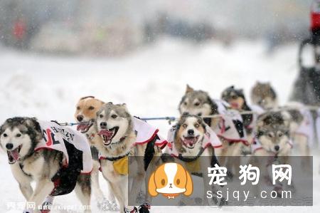 狗狗的寿命到底有多长呢，我们还能够陪伴它们多长时间？