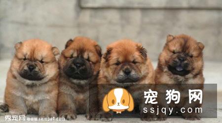 【松狮犬】松狮犬多少钱,能长多大？