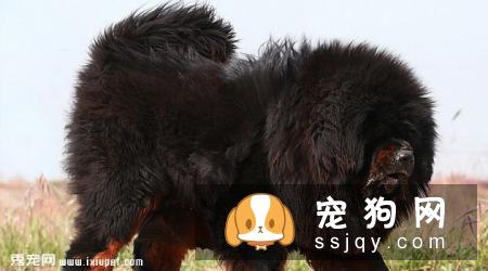 惊天兽多少钱一只,好养吗?惊天兽外形特征_图片
