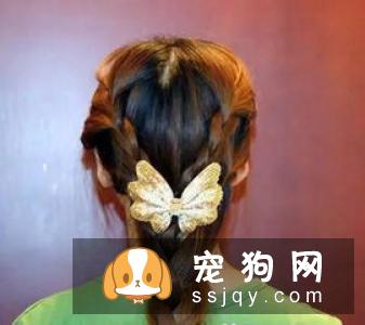 比格犬美容方法详解让比格犬更漂亮