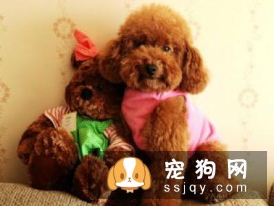 威尔士梗智商高不高，好养吗？威尔士梗多少钱一只