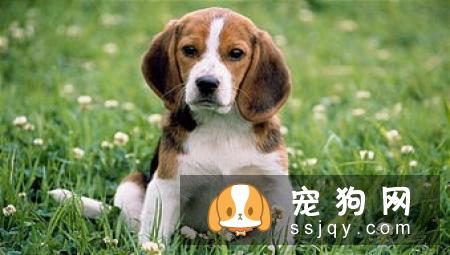 萨路基猎犬好养吗?萨路基猎犬掉毛程度|价格|训练|智商